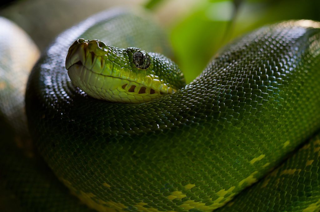 animal zoo green snake